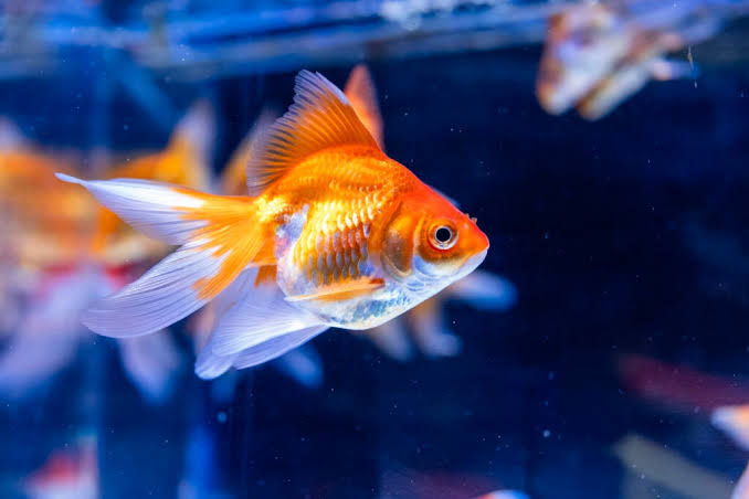 Gold fish - Live Ornamental Fish Aqua Street